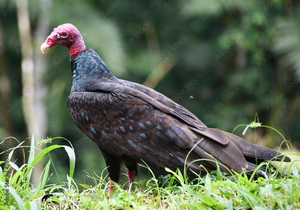 Dziki ptak kostarykański - Sępnik różowogłowy Cathartes aura Dziki ptak kostarykański - Sępnik różowogłowy Cathartes aura