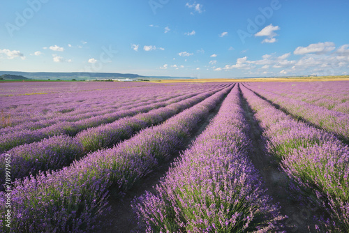 Meadow of lavender ladscape.