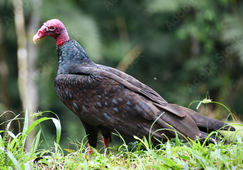 Dziki ptak kostarykański - Sępnik różowogłowy Cathartes aura