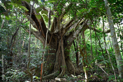 Egzotyka - Dżungla - Lasy deszczowe  photo