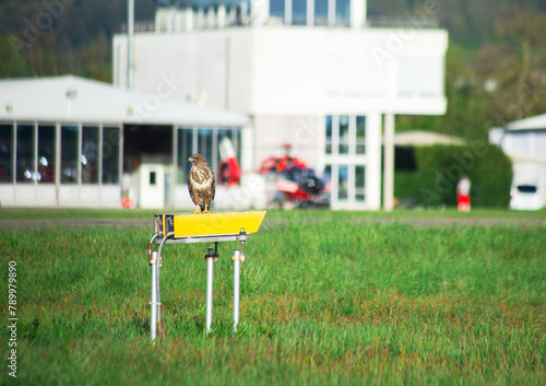 a large bird of prey sits against the background of a helicopter at the airfield