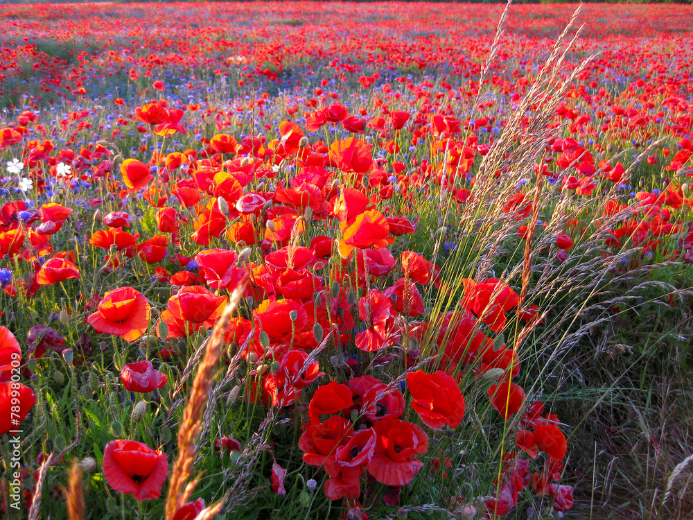 Obraz premium Blades of grass mingle with poppies in the sunset