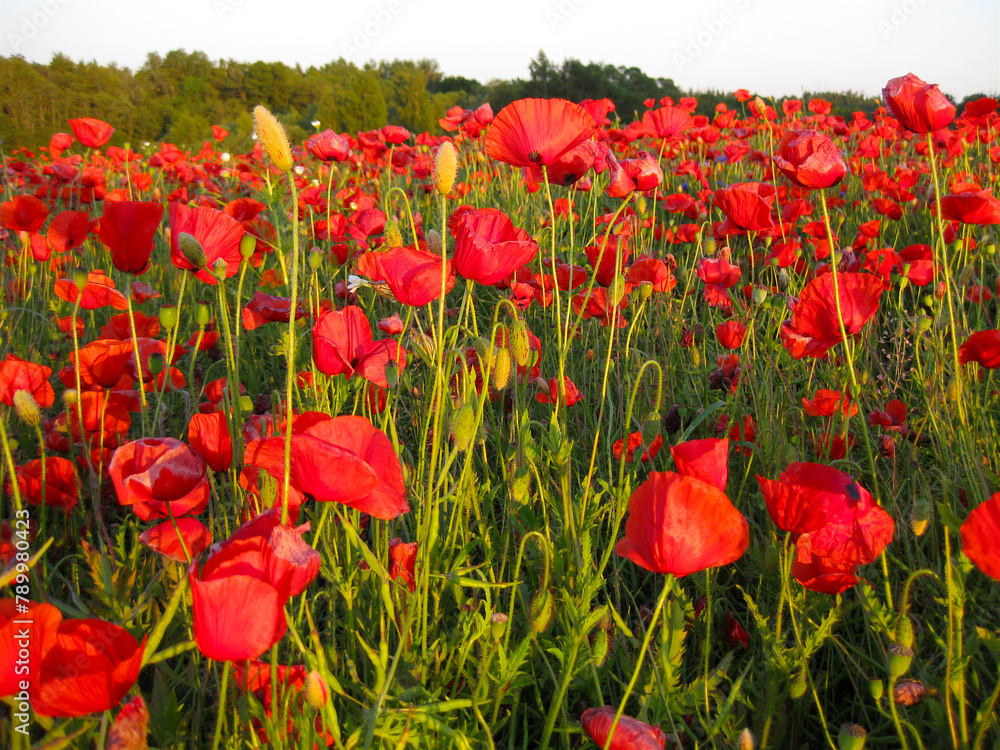 Obraz premium Green and red in a beautiful combination on the field