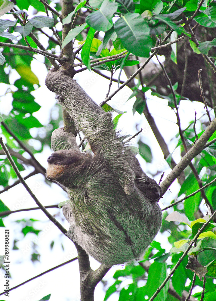 Leniwiec w naturalnym środowisku na drzewie w Kostaryce - matka z dzieckiem - obrazy, fototapety, plakaty 