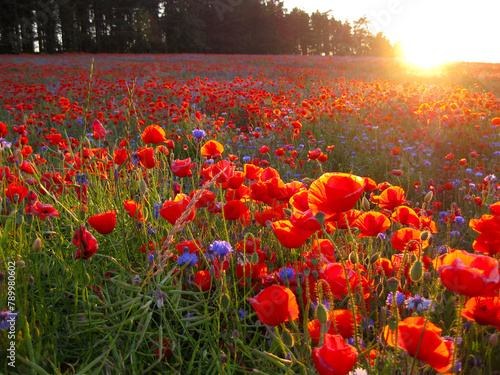 Red field of poppies and cornflowers