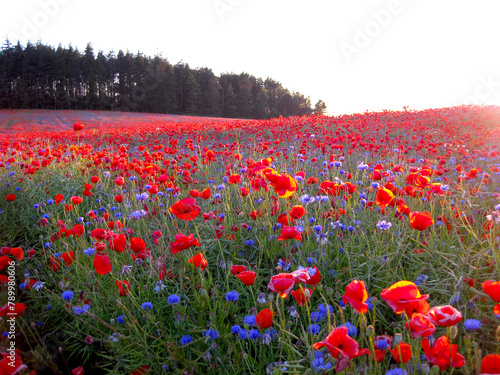 Red field of poppies and cornflowers in blue