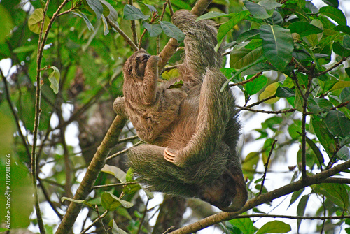 Dwa leniwce na drzewie (mama leniwiec z dzieckiem) - Kostaryka region La Fortuna
 photo