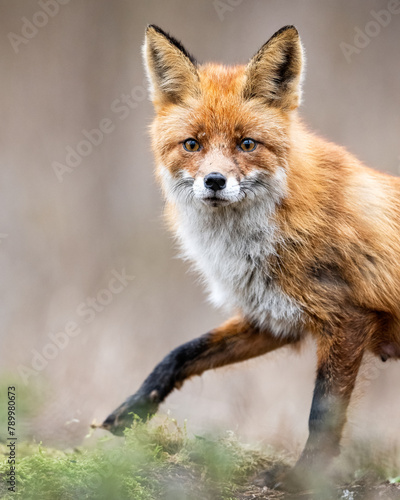 Red fox portrait  vixen at spring