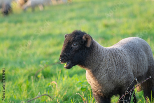 lamb sheep on green pasture