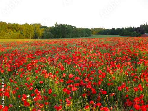 The sun casts light over the forest and poppy field in red and green