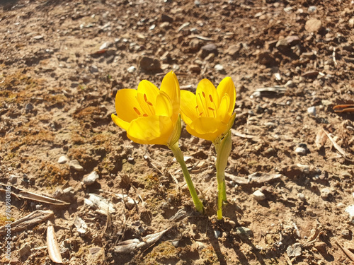 A single flower of crocus or sternbergia blooms in the ground in a meadow on an autumn day. photo