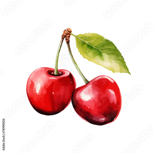 Red cherry fruit watercolor isolated on white background. Vector illustration