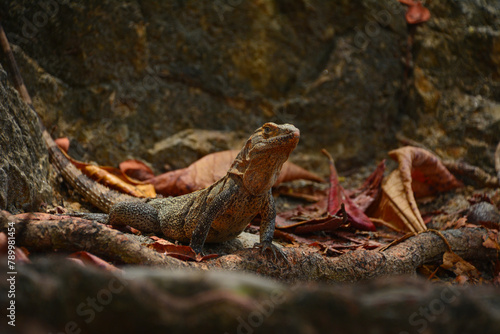Czarny legwan w Kostaryce - Iguana