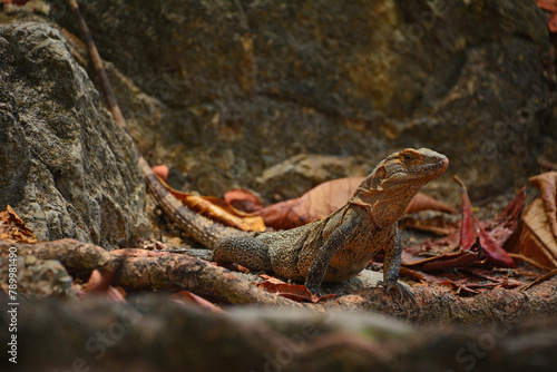 Legwan - jaszczurka w Kostaryce -iguana