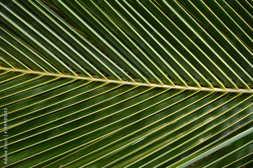 Liść palmy z bliska - tropikalny liść z wzorami fraktalnymi - obrazy, fototapety, plakaty 