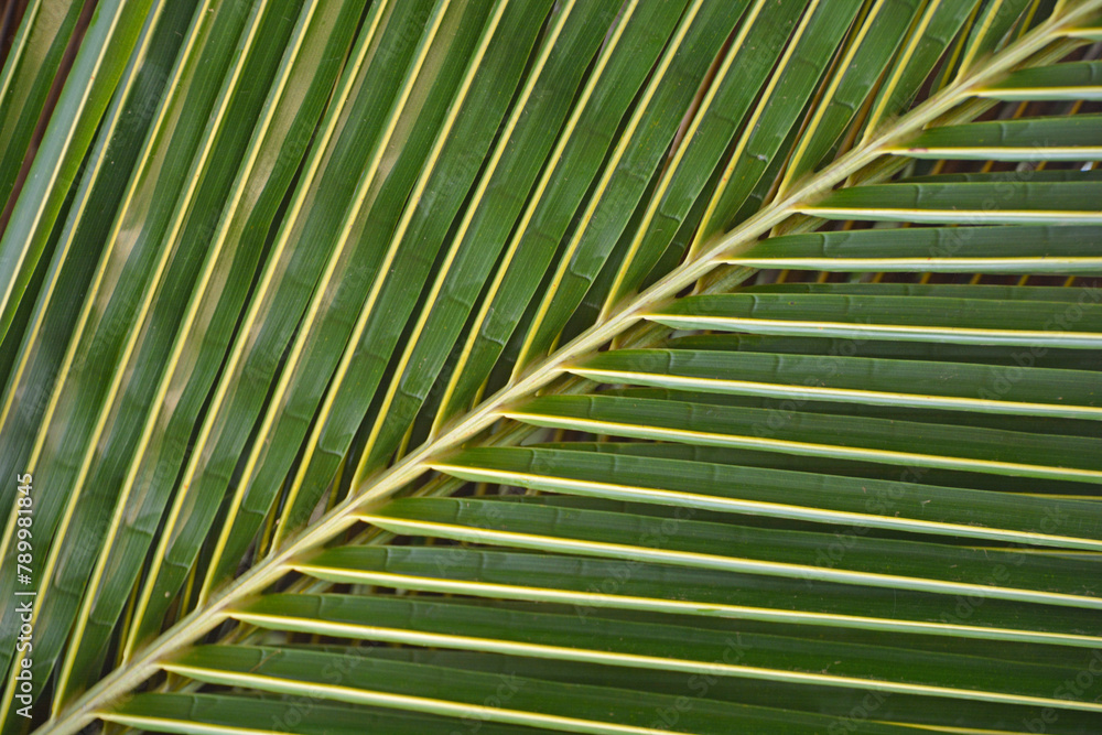 Fraktalna struktura w naturze - Liść palmy kokosowej, tropikalnej rośliny - obrazy, fototapety, plakaty 