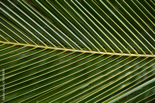Li     palmy z bliska - tropikalny li     z wzorami fraktalnymi