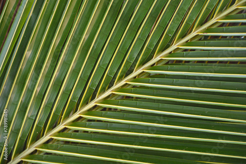 Fraktalna struktura w naturze - Liść palmy kokosowej, tropikalnej rośliny