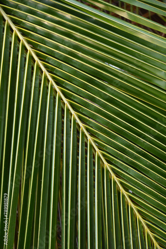 Fraktale w naturze - liść palmy, egzotycznej rośliny
