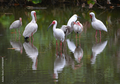 Dzikie ptaki w lesie zwrotnikowym - stado ibis  w