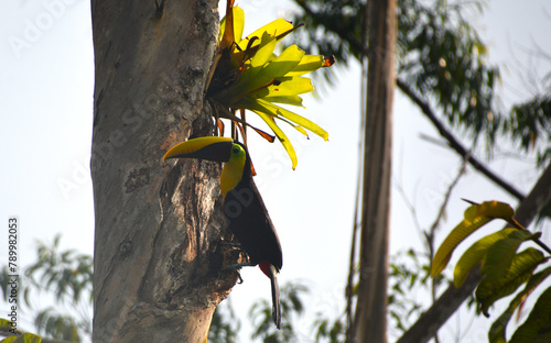 Tukan na drzewie w Kostaryce - okolice La Fortuna