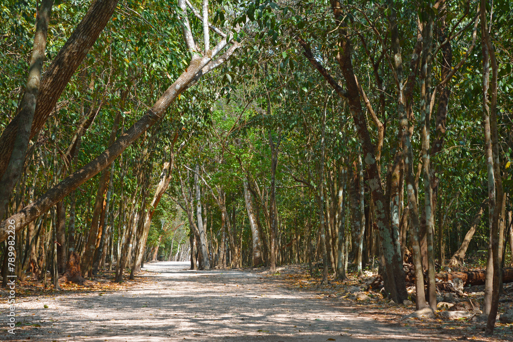 Ścieżka w lesie tropikalnym w pobliżu miasta Koba w Meksyku na Jukatanie - obrazy, fototapety, plakaty 