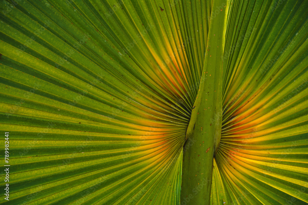 Egzotyczny liść tropikalnej rośliny palmy - fraktalne wzory natury - obrazy, fototapety, plakaty 