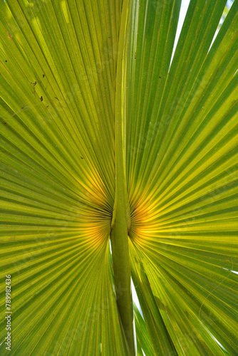 Liść palmy - zielony liść egzotycznej rośliny z lasów tropikalnych