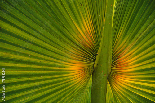 Egzotyczny liść tropikalnej rośliny palmy - fraktalne wzory natury © Tomasz Aurora