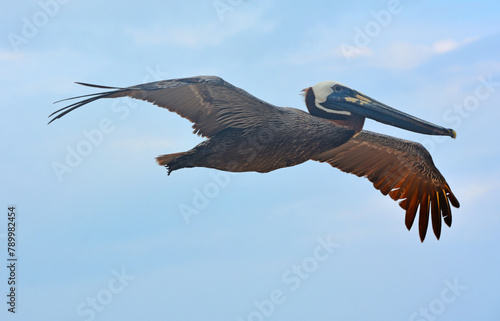 Pelikan w locie - wielki egzotyczny ptak szybuje podczas polowania na ryby w morzu karaibskim © Tomasz Aurora