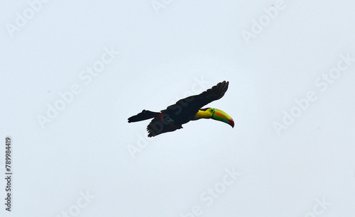 Egzotyczny ptak z lasów deszczowych - Tukan w locie © Tomasz Aurora