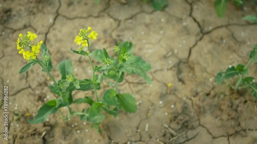 Drought rapeseed dry field land Brassica napus, very drying up the soil cracked oilseed rape, climate change, environmental disaster earth cracks, death plants fertilizer granules degradation Europe