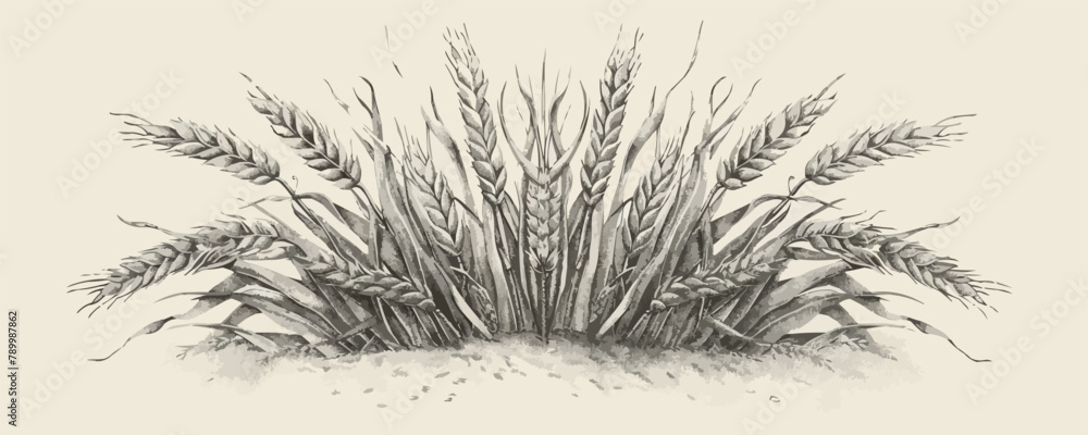 Naklejka premium Wheat bread ears cereal crop. Hand drawn sketch in vintage engraving style. vector simple illustration