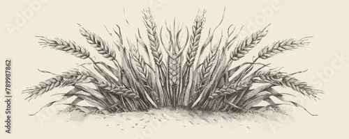 Wheat bread ears cereal crop. Hand drawn sketch in vintage engraving style. vector simple illustration