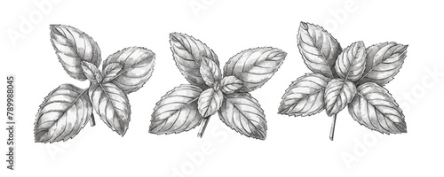 Mint leaves sketch hand drawn engraving style Vector illustration