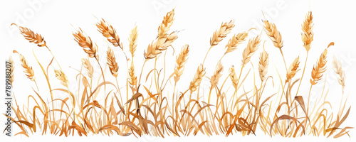 Whole stalks wheat ears spikelets with grains. Design element for bakery or flour. Organic vegetarian farm food vector. vector simple illustration