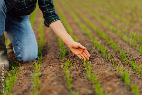 Farmer woman hand touches green leaves of young wheat in the field.Concept of gardening, ecology.