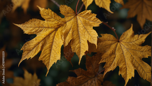 autumn leaves on the tree