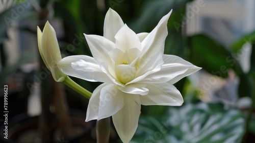 Flower that is white
