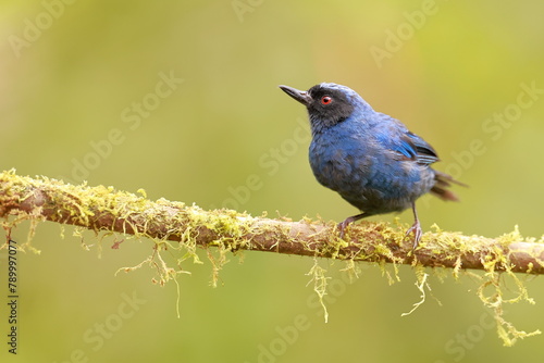 Masked Flowerpiercer (Diglossa cyanea) Ecuador