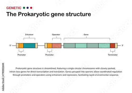 Diagram of Prokaryotic Gene Structure. Scientific infographic illustrating the gene composition and organization in prokaryotic organisms