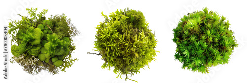 set of moss, lush and textural, isolated on transparent background