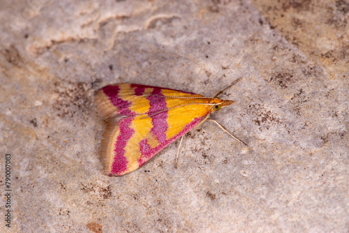 Pyrausta sanguinalis, Malaucene, Provence, Frankreich, 12.05.2023 photo