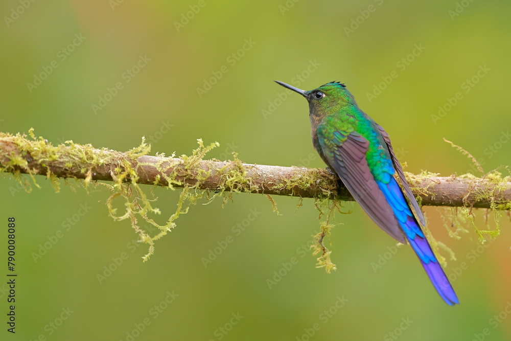 Fototapeta premium Violet-tailed Sylph - male (Aglaiocercus coelestis) Ecuador 