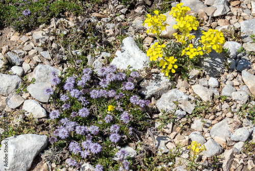 Globularia repens, Erysium humile, Kriechende Kugelblume, Schöterich, Mont Ventoux, Provence, Frankreich, 15.06.2023 photo