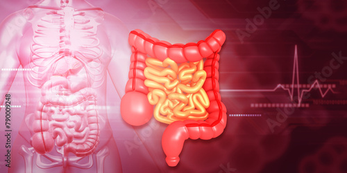 Large intestine and small intestine on medical background. 3d illustration  ..
