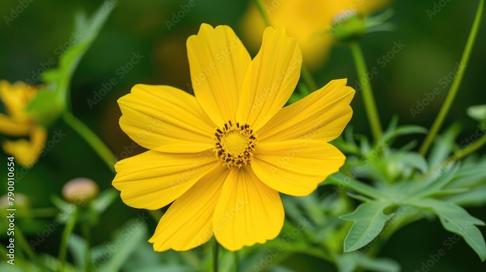 Sulfur Cosmos also known as Yellow Cosmos with green leaves in the background Sulfur Cosmos also known as Yellow Cosmos with green leaves in the background