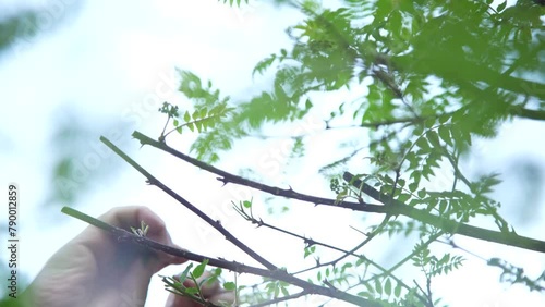 	山椒の葉を積む女性 photo