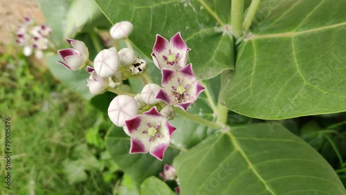 Calotropis procera with blooming flowers in spring _ 4k footage of giant milkweed  photo