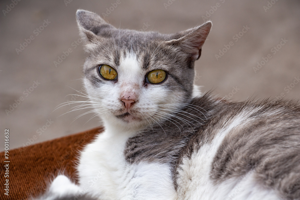 gray and white country cat looks into the camera with expressive eyes